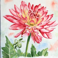 Dahlia 21-29,7cm