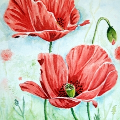 Coquelicots 21-29,7 cm