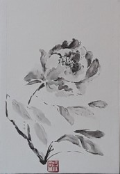 Pivoine 27X19